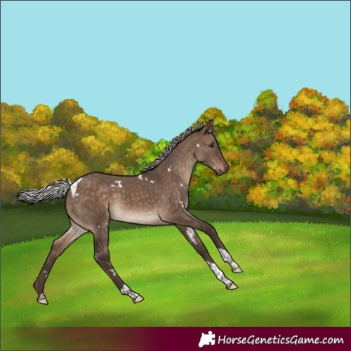 Horse Color:White Spotted Silver Brown Dun Tobiano 