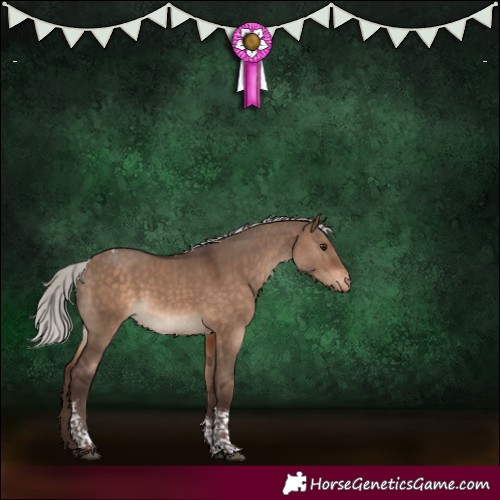 Horse Color:Silver Brown Dun Tobiano Appaloosa 