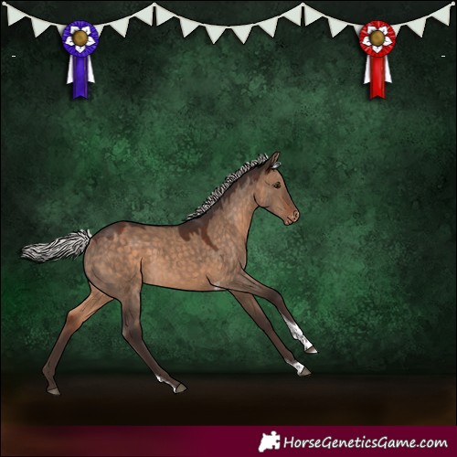 Horse Color:Silver Brown Dun Tobiano Appaloosa