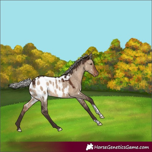 Horse Color:White Spotted Silver Brown Dun Tobiano Appaloosa