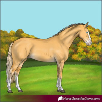 Horse Color:Palomino Dun Splash 