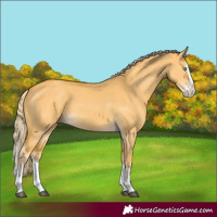 Horse Color:Palomino Dun Splash 
