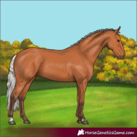 Horse Color:Silver Bay 