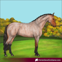 Horse Color:Bay Roan 