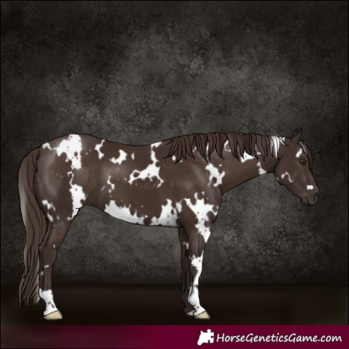 Horse Color:White Spotted Liver Chestnut 