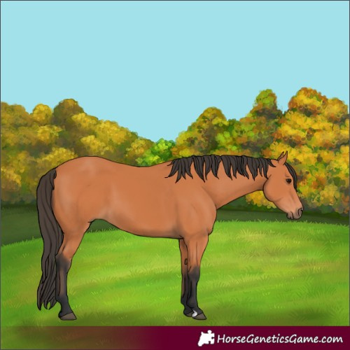 Horse Color:Bay 