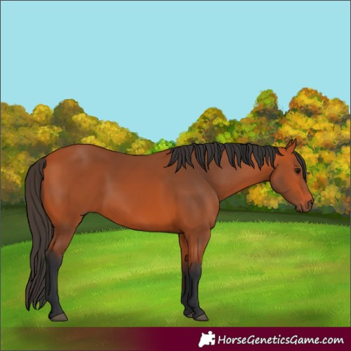 Horse Color:Bay 