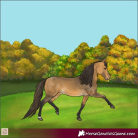 Horse Color:Buckskin 