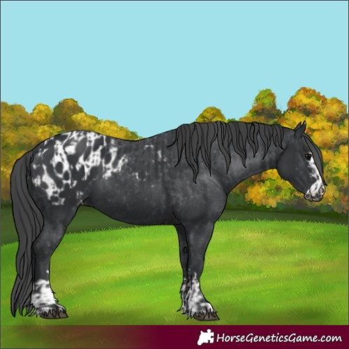 Horse Color:Unknown 