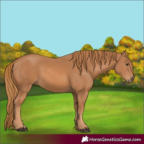 Horse Color:Chestnut 