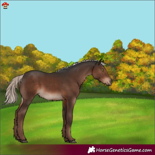 Horse Color:Liver Chestnut Mushroom 