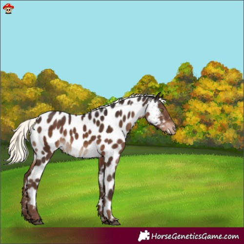 Horse Color:Liver Chestnut Mushroom Appaloosa 