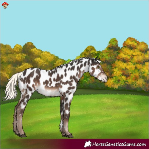 Horse Color:Liver Chestnut Mushroom Appaloosa 