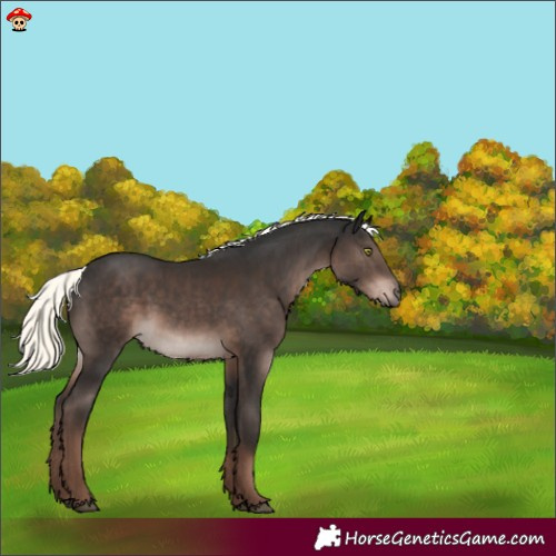 Horse Color:Liver Chestnut Mushroom 