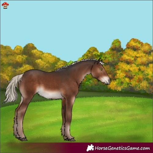 Horse Color:Liver Chestnut Mushroom 