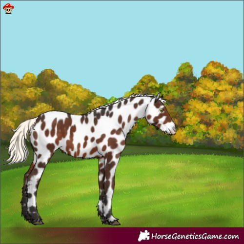 Horse Color:Liver Chestnut Mushroom Appaloosa 