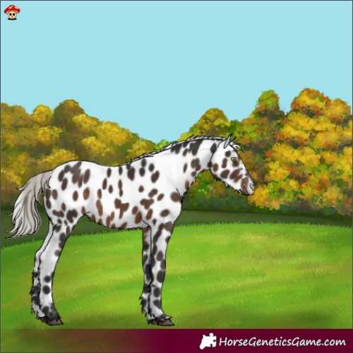 Horse Color:Liver Chestnut Mushroom Appaloosa 