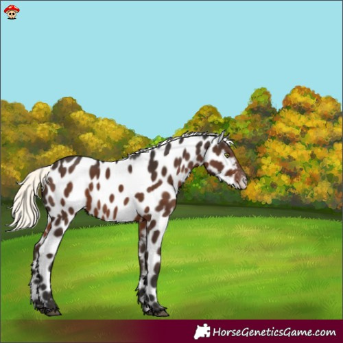 Horse Color:Liver Chestnut Mushroom Leopard 