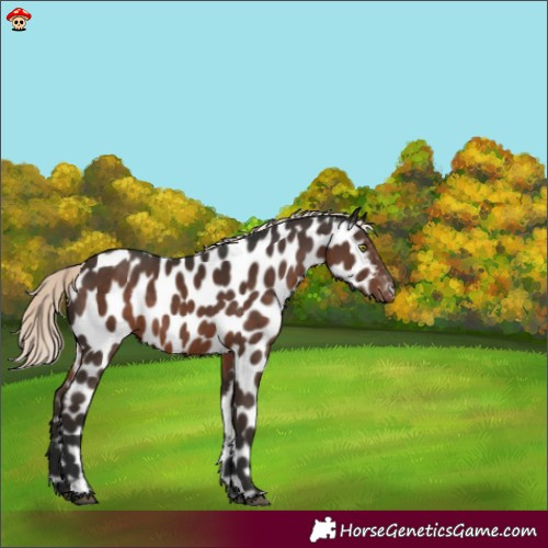 Horse Color:Liver Chestnut Mushroom Appaloosa 