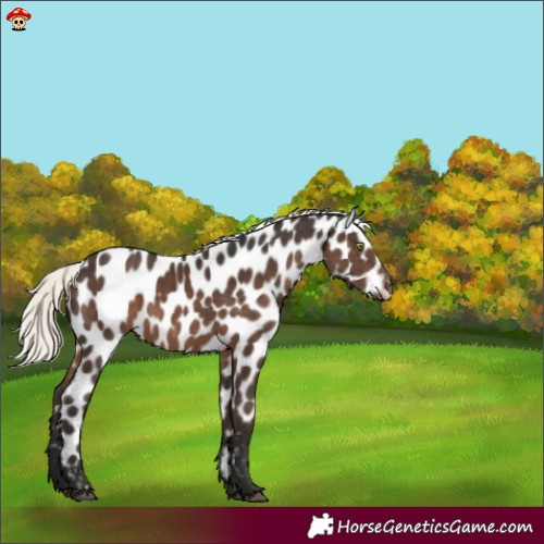 Horse Color:Liver Chestnut Mushroom Appaloosa 