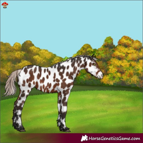 Horse Color:Liver Chestnut Mushroom Appaloosa 