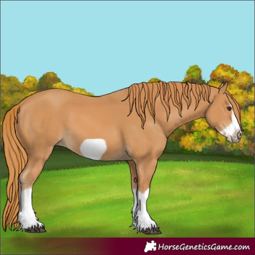 Horse Color:Chestnut Splash Frame
