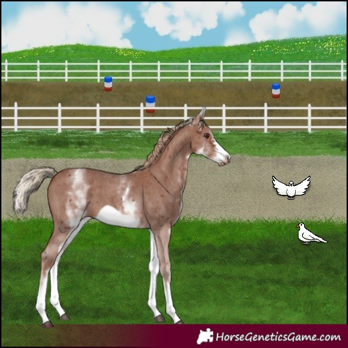 Horse Color:White Spotted Chestnut Sabino Frame 