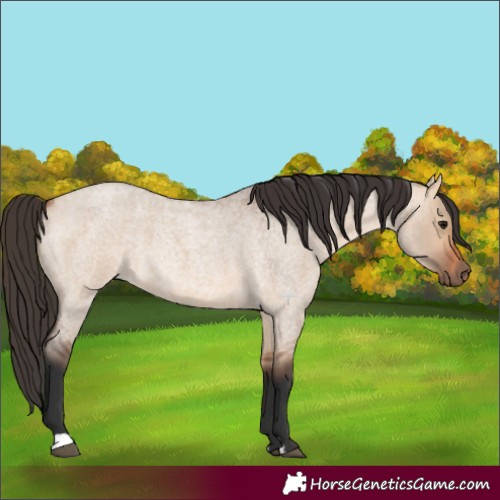 Horse Color:Bay Roan Dun 