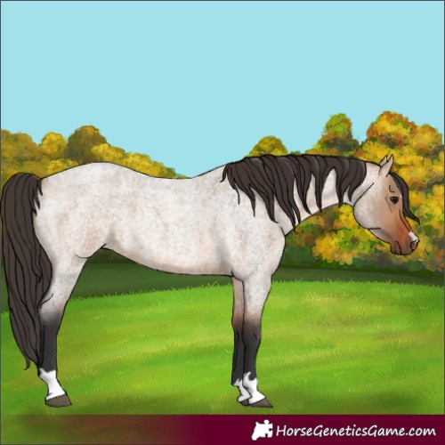 Horse Color:Bay Roan Dun 