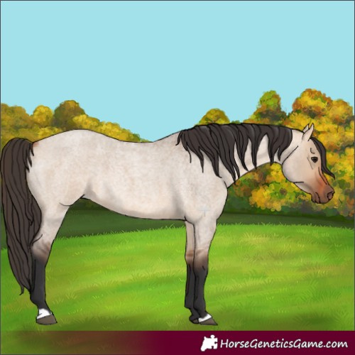 Horse Color:Bay Roan Dun 