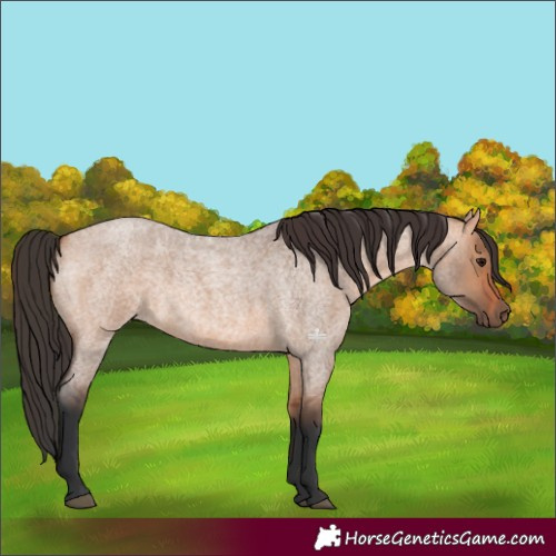 Horse Color:Bay Roan Dun 