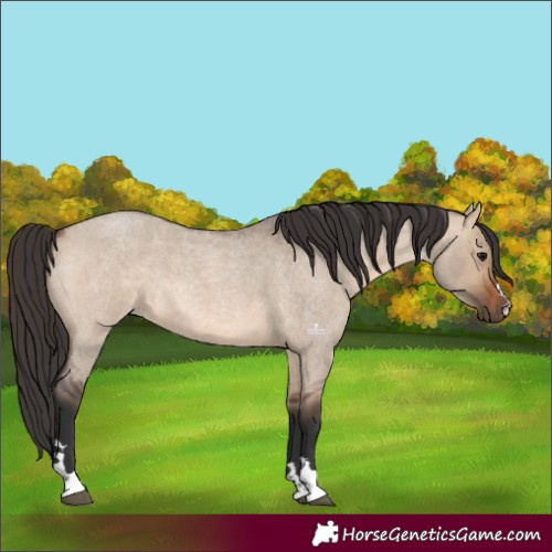 Horse Color:Brown Roan Dun 