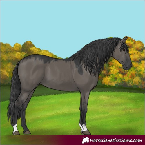 Horse Color:Grullo 