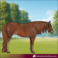Horse Color:Chestnut 