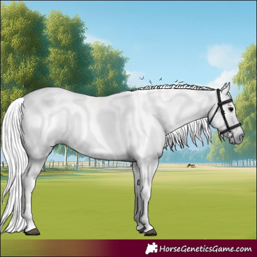 Horse Color:Gray Black 