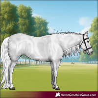 Horse Color:Gray Black 