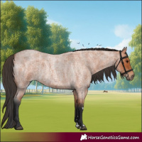 Horse Color:Bay Roan 
