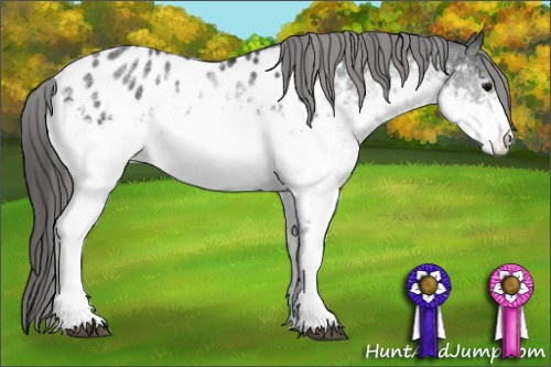 Horse Color:White Spotted Black Appaloosa
