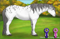 Horse Color:White Spotted Black Appaloosa 
