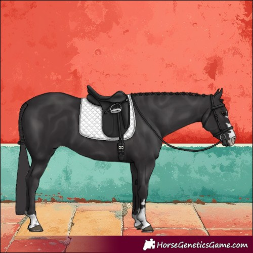 Horse Color:Smoky Black