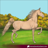 Horse Color:Gold Champagne