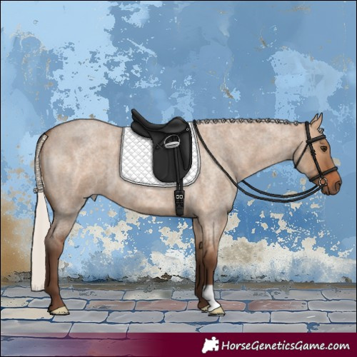 Horse Color:Silver Bay Roan Dun 