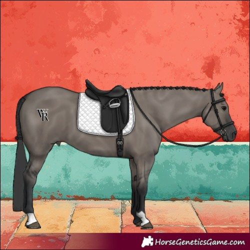 Horse Color:Grullo 