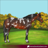 Horse Color:White Spotted Brown