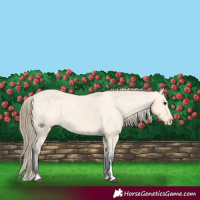 Horse Color:Buckskin Varnish 