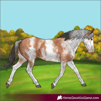 Horse Color:Unknown 