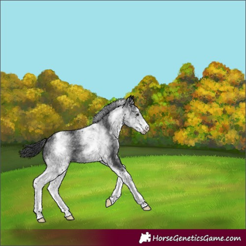 Horse Color:White Spotted Black