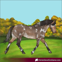 Horse Color:White Spotted Brown Dun 