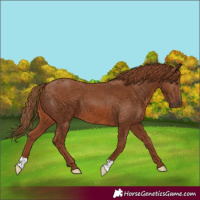 Horse Color:Chestnut 
