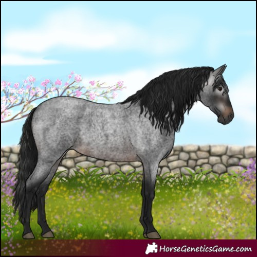 Horse Color:Gray White Spotted Brown Roan